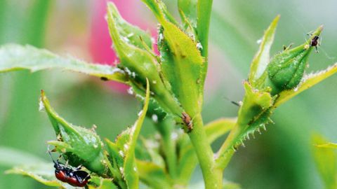 Les colonies de pucerons se développent sur divers végétaux d'ornement. Les auxiliaires autochtones sont également présents et régulent les populations. Des lâchers d'auxiliaires peuvent venir renforcer leur action. PHOTO : ÉRIC CHAPIN