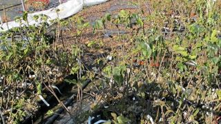 PHOTO : PASCAL FAYOLLE