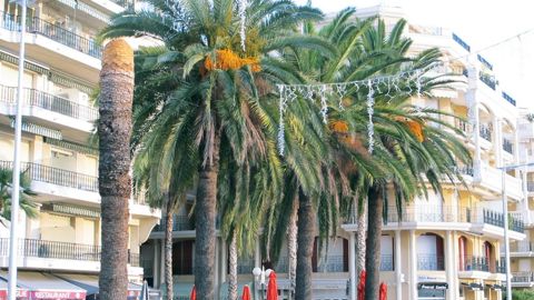 Les palmiers de la Côte d'Azur sont de plus en plus concernés le papillon palmivore Paysandisia archon. Un colloque est prévu à Rocbaron (83) le 31 mai.