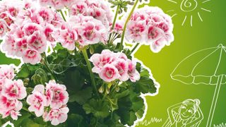 PHOTO : PELARGONIUM FOR EUROPE