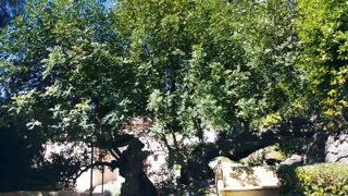 Lors des visites réalisées par les journalistes de l'AJJH, ce Caroubier du Domaine des Colombières à Menton, l'un des plus vieux de la Côte d'Azur, n'a pas laissé indifférent.