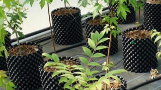 Conteneurs Air Pot® testés au Ratho (Astredhor Rhône-Alpes-Auvergne).PHOTO : RATHO Conteneurs Air Pot® testés au Ratho (Astredhor Rhône-Alpes-Auvergne).PHOTO : RATHO