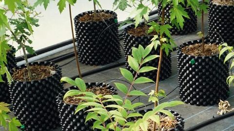 Conteneurs Air Pot® testés au Ratho (Astredhor Rhône-Alpes-Auvergne).PHOTO : RATHO