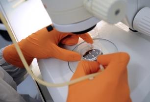 Techniquement, il est possible de fabriquer un amas de cellules musculaires, mais pas du muscle !