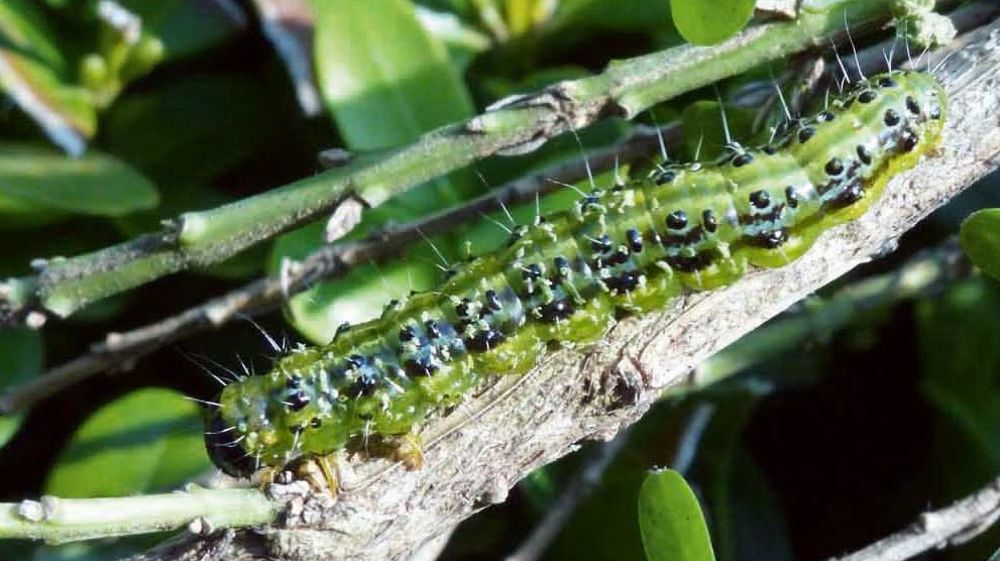 En ce moment, la pyrale du buis se remarque facilement. Les chenilles de derniers stades larvaires provoquent des défoliations très importantes sur les végétaux infestés.