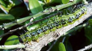 En ce moment, la pyrale du buis se remarque facilement. Les chenilles de derniers stades larvaires provoquent des défoliations très importantes sur les végétaux infestés. En ce moment, la pyrale du buis se remarque facilement. Les chenilles de derniers stades larvaires provoquent des défoliations très importantes sur les végétaux infestés.