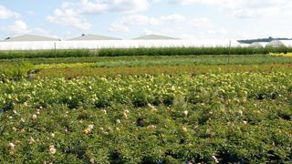 Avec 23,4 millions d'hectares de terres agricoles exploitées en 2016 (- 0,8 % par rapport à 2015), la superficie moyenne par exploitation varie de 18 ha à 76 ha. Avec 23,4 millions d'hectares de terres agricoles exploitées en 2016 (- 0,8 % par rapport à 2015), la superficie moyenne par exploitation varie de 18 ha à 76 ha.