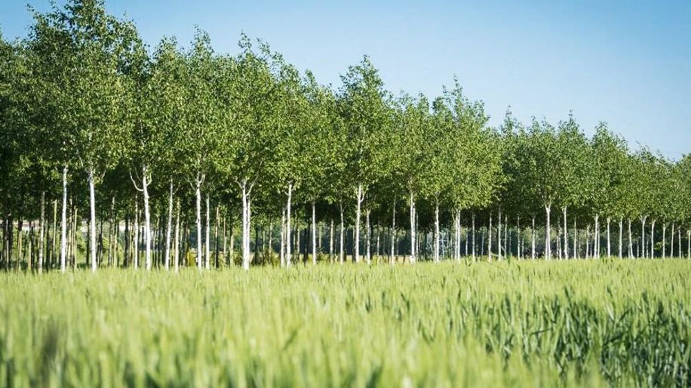Un carré d'arbres produits en agriculture biologique aux pépinières Guillot-Bourne. Un carré d'arbres produits en agriculture biologique aux pépinières Guillot-Bourne.