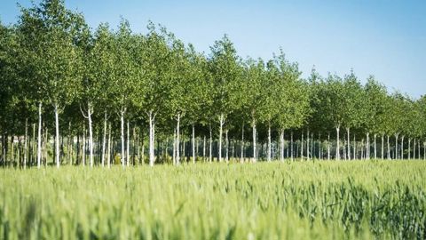 Un carré d'arbres produits en agriculture biologique aux pépinières Guillot-Bourne.