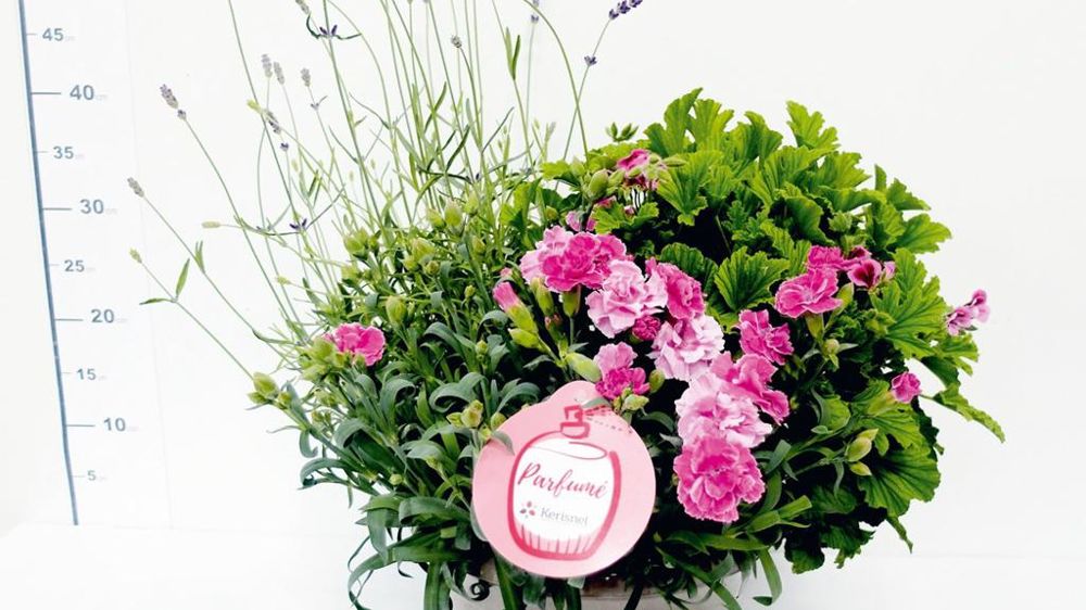 Cette potée parfumée fait partie d'une nouvelle gamme de Kérisnel associant des plantes à la floraison et au toucher odoriférants.PHOTO : KÉRISNEL