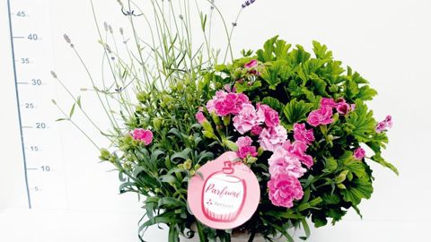 Cette potée parfumée fait partie d'une nouvelle gamme de Kérisnel associant des plantes à la floraison et au toucher odoriférants.PHOTO : KÉRISNEL