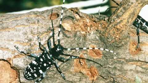 L'adulte du capricorne asiatique présente un corps noir brillant de 2 à 3,5 cm de long ponctué de taches blanches et arbore de longues antennes annelées de blanc.PHOTO : KENNETH R. LAW, USDA APHIS PPQ, BUGWOOD.ORG