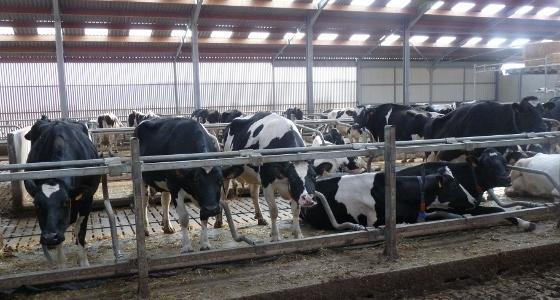 Le ministère de l'Agriculture américain reste confiant dans les mécanismes de prévention de l'Esb du pays