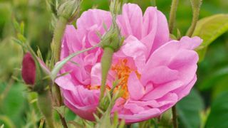 À Pégomas (06), la famille Mul produit différentes plantes odorantes pour fournir la marque Chanel. À Pégomas (06), la famille Mul produit différentes plantes odorantes pour fournir la marque Chanel.