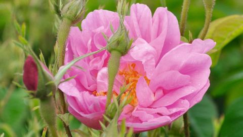 À Pégomas (06), la famille Mul produit différentes plantes odorantes pour fournir la marque Chanel.