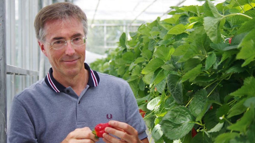 Gilles Cloître, directeur de l'exploitation horticole de l'EPLEFPA de Coutances, au sein de la serre de production de fraises hors-sol.PHOTO : YAËL HADDAD Gilles Cloître, directeur de l'exploitation horticole de l'EPLEFPA de Coutances, au sein de la serre de production de fraises hors-sol.PHOTO : YAËL HADDAD