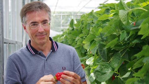 Gilles Cloître, directeur de l'exploitation horticole de l'EPLEFPA de Coutances, au sein de la serre de production de fraises hors-sol.PHOTO : YAËL HADDAD