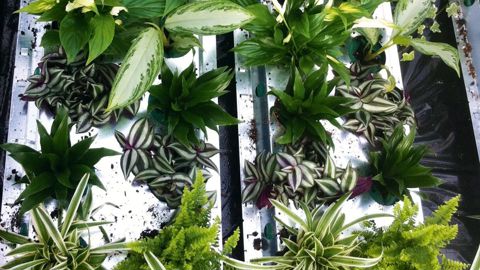 Une des interventions de la matinée technique Astredhor sera consacrée à l'épuration de l'air par les plantes. Elle sera animée par Marc-Antoine Cannesan, chargé d'expérimentation d'Astredhor Seine-Manche.PHOTO : MARC-ANTOINE CANNESAN