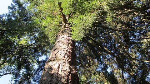Intégrer l'arbre dans les politiques publiques au sein du ministère de l'Écologie, tel est l'objectif de la charte soutenue par « Génération Arbre ».
