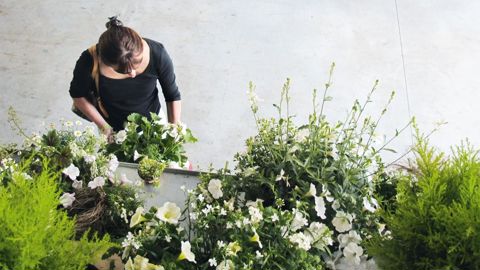 En 2016, les achats de végétaux d'ornement ont progressé en volume de 1,7 % par rapport à 2015, avec 437 millions d'entités achetées, et de 0,7 % en valeur, avec un achat moyen de 105 euros sur l'année.