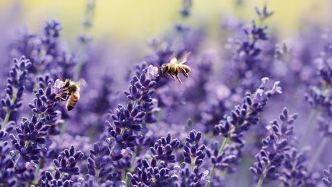 Pour leur équilibre alimentaire, les insectes pollinisateurs ont besoin de butiner une grande diversité d'espèces florales agricoles, horticoles et sauvages. Ces ressources doivent être disponibles tout au long de l'année. En vignette, l'affiche de « La semaine des fleurs pour les abeilles ».PHOTO : DP ET VAL'HOR