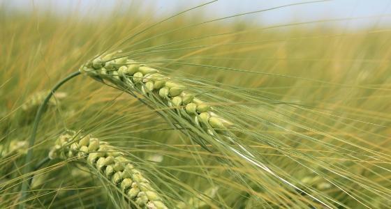 En cultures céréalières, le rendement en agriculture biologique peut-être de 34 % inférieur à celui de l'agriculture conventionnelle