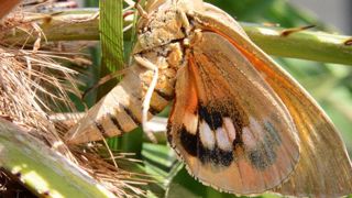 Les premières émergences du papillon palmivore Paysandisia archon ont été constatées sur le littoral méditerranéen.PHOTO : ÉRIC CHAPIN Les premières émergences du papillon palmivore Paysandisia archon ont été constatées sur le littoral méditerranéen.PHOTO : ÉRIC CHAPIN