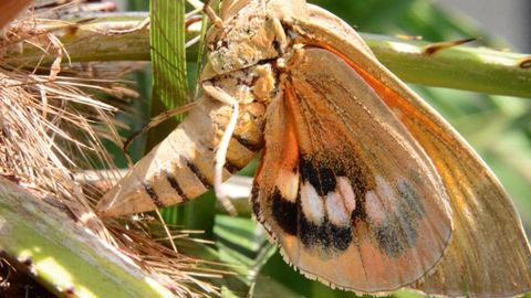 Les premières émergences du papillon palmivore Paysandisia archon ont été constatées sur le littoral méditerranéen.PHOTO : ÉRIC CHAPIN