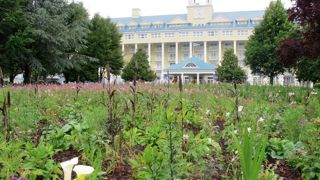 Situé face au Newport Bay Club Hotel, le jardin hollandais de Disneyland Paris a été inauguré le 28 juin dernier. Situé face au Newport Bay Club Hotel, le jardin hollandais de Disneyland Paris a été inauguré le 28 juin dernier.