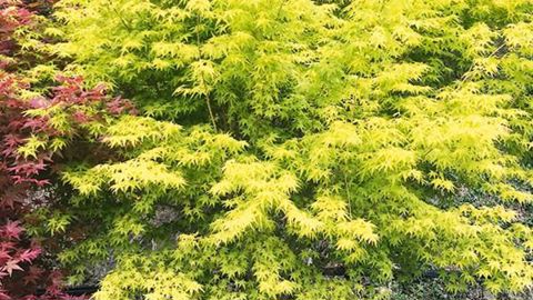 Acer palmatum, une des 500 rérérences de Plandanjou Market qui va ouvrir mi-septembre, aux Ponts-de-Cé, près d'Angers (49).PHOTO : PLANDANJOU
