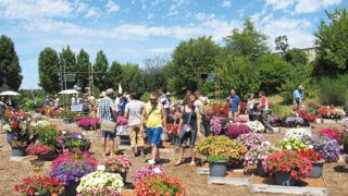 Le jardin de comportement du Ratho permet aux professionnels d'évaluer les nouvelles variétés. Afin de recueillir l'avis du grand public, la station met en place de nouveaux sites de démonstration.