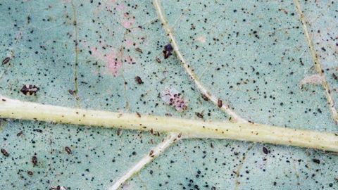 Imago, larves et oeufs de la punaise réticulée du chêne (Corythucha arcuata) sur feuille de Quercus frainetto.PHOTO : PIERRE AVERSENQ