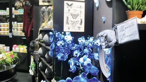 Le concept-store proposé par le cabinet Chlorosphère  au Salon du végétal présentait, dans un décor déroutant, une gamme végétale « tendance ».