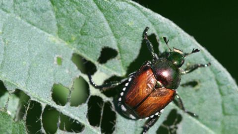 Popillia japonica mesure environ 10 mm de long pour 6 mm de large. Son corps est vert métallique avec des élytres brun cuivré. Il présente des touffes de soies blanches sur le pourtour de l'abdomen.PHOTO : DAREN MUELLER, IOWA STATE UNIVERSITY, BUGWOOD.ORG