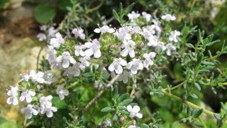 Vilmorin Jardin continue sa stratégie de diversification avec l'offre de plants amateurs dès 2018.