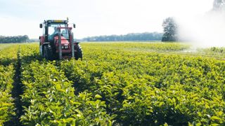 La pépinière pleine terre néerlandaise a perdu plus de 700 hectares entre 2015 et 2017. Mais des différences significatives existent selon les cultures (arbres d'alignement, conifères, rosiers...).PHOTO : VALÉRIE VIDRIL