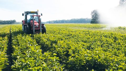 La pépinière pleine terre néerlandaise a perdu plus de 700 hectares entre 2015 et 2017. Mais des différences significatives existent selon les cultures (arbres d'alignement, conifères, rosiers...).PHOTO : VALÉRIE VIDRIL