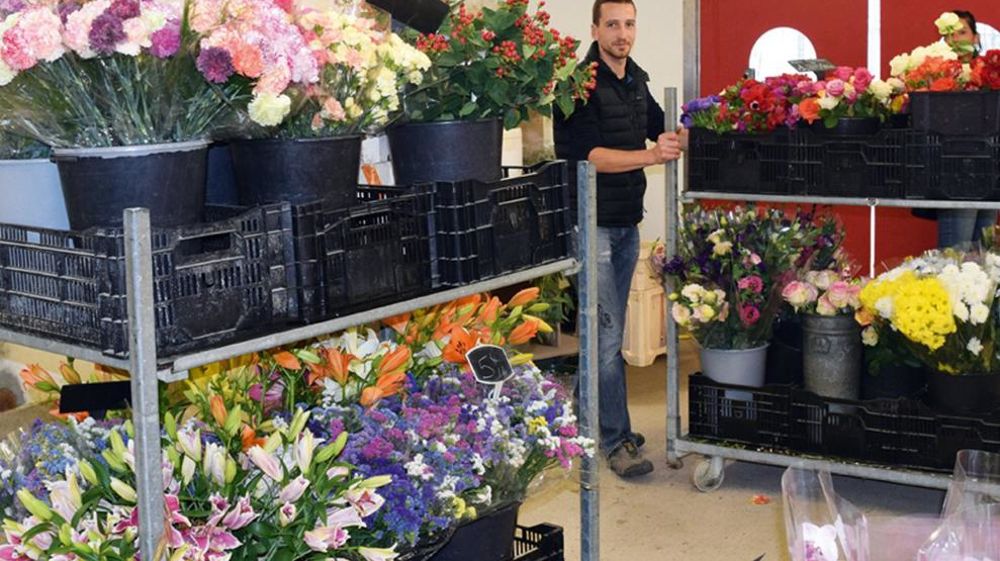 Installé en 2012, Mickaël Girard réussit aujourd'hui à vendre l'ensemble de sa production de fleurs coupées en direct. Installé en 2012, Mickaël Girard réussit aujourd'hui à vendre l'ensemble de sa production de fleurs coupées en direct.