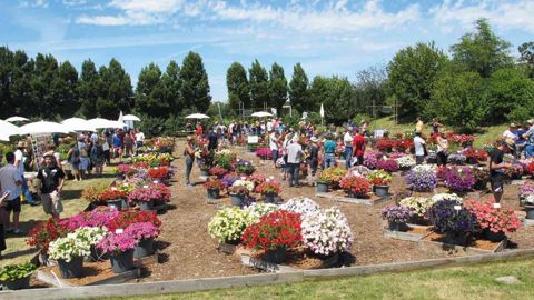 Les essais de la station Ratho permettront de faire le bilan du comportement variétal des nouveautés en fin de saison estivale.PHOTO : VALÉRIE VIDRIL
