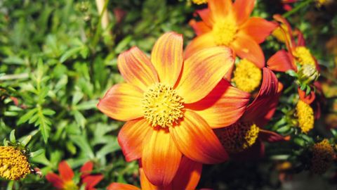 Avec l'avancée des biotechnologies, les modalités de coopération entre brevet et certificat d'obtention végétale doivent être précisées, pour protéger les droits des sélectionneurs sans freiner l'innovation.