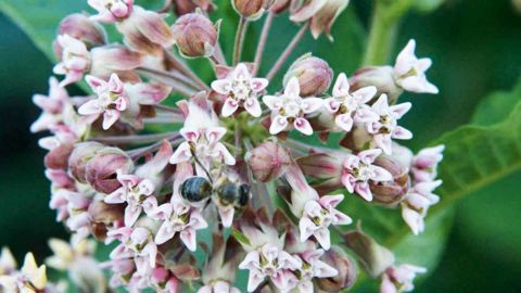 Asclepias syriaca (asclépiade de Syrie ou herbe à la ouate) est une des neuf plantes ajoutées à la liste européenne des espèces exotiques envahissantes réglementées.PHOTO : ROBERT VIDEKI, DORONICUM KFT, BUGWOOD.ORG