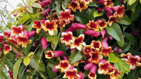 PHOTO : TRAVERS PÉPINIÈRES