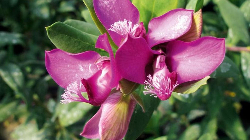 Polygala myrtifolia est une plante hôte à très haut risque selon le Defra.
