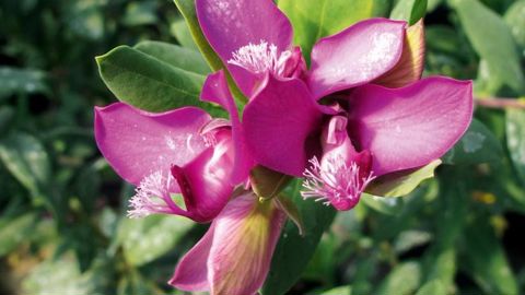 Polygala myrtifolia est une plante hôte à très haut risque selon le Defra.