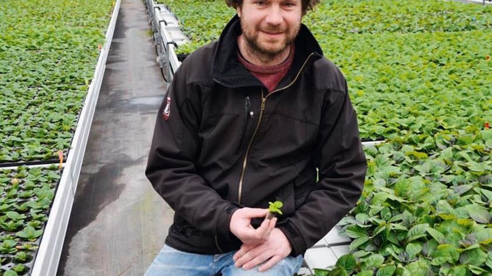 À Aalsmeer, Thomas Eveleens a mis au point sa technique « maison » : des micro-boutures racinées d'hortensias macrophylla, à partir de micro-pieds-mères.