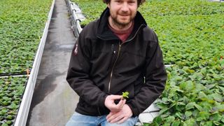 À Aalsmeer, Thomas Eveleens a mis au point sa technique « maison » : des micro-boutures racinées d'hortensias macrophylla, à partir de micro-pieds-mères. À Aalsmeer, Thomas Eveleens a mis au point sa technique « maison » : des micro-boutures racinées d'hortensias macrophylla, à partir de micro-pieds-mères.