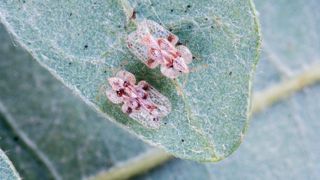 Corythucha arcuata est légèrement plus petit que le tigre du platane, avec des hémélytres foliacées de couleur blanc-crème marquées de quatre taches brunes.PHOTO : PIERRE AVERSENQ
