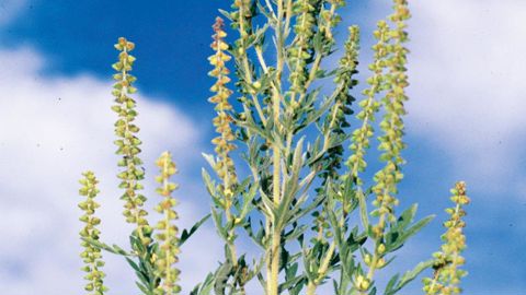 La production de pollen s'accroît régulièrement jusqu'au pic pollinique en septembre puis décroît jusqu'en octobre. Ici, fleurs d'Ambrosia artemisiifolia.PHOTO : STEVE DEWEY, UTAH STATE UNIVERSITY, BUGWOOD.ORG