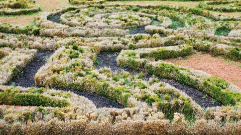 Les broderies de buis de Vaux-le-Vicomte (77) sont sérieusement ravagées par la pyrale Cydalima perspectalis.PHOTO : JÉRÔME JULLIEN