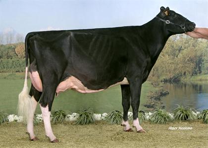 Dariane (Damion x Goldwyn) au Gaec Derriere La Tour (Meuse) Championen Jeune